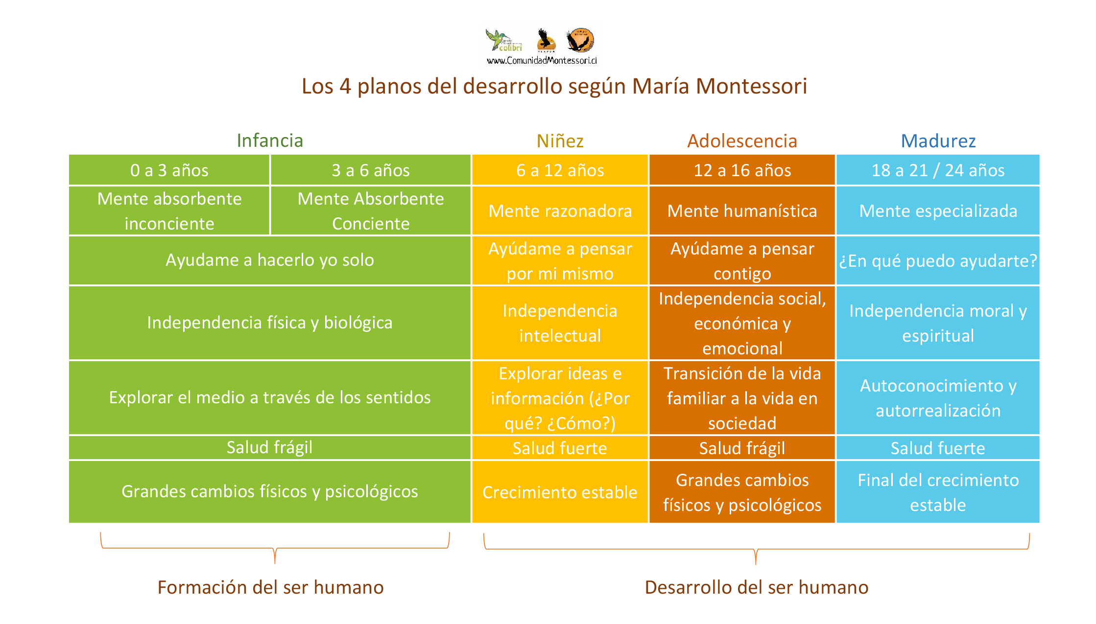 Los 4 planos del desarrollo de Montessori
